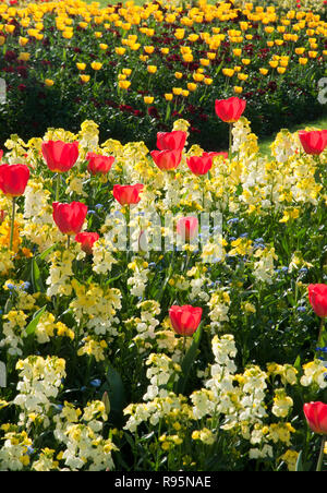 Bed Of Red Tulips By Buckingham Palace Stock Photo Alamy