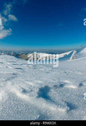 Composite Image Of Fir Tree Forest And Snowflakes Stock Photo Alamy