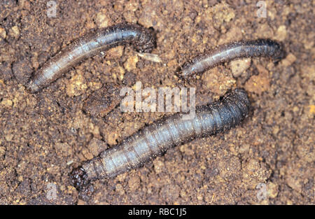 Leatherjacket Larvae Of The Cranefly Tipula Maxima Lederjacke Stock