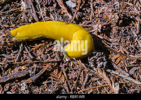 Bright Yellow Banana Slug Ariolimax Sp Crawling Over A Rock In