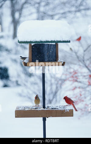 Carolina Chickadee Poecile Carolinensis Northern Cardinal