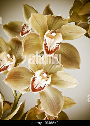 White Cymbidium Or Boat Orchid Flowers In Close View Vertical Image