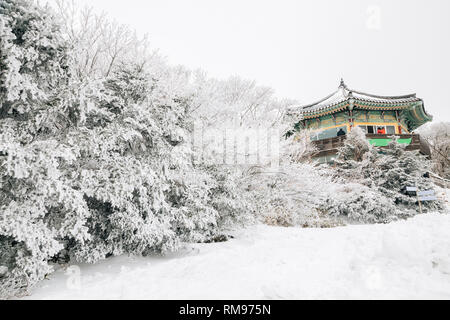 Snowy Winter Hallasan Mountain 1100 Highland In Jeju Island Korea