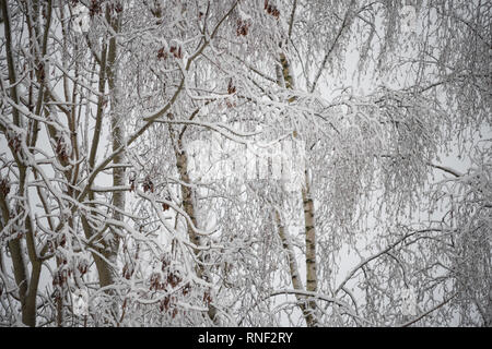 Silver Birch Trees Bending Under The Weight Of A Heavy Sudden Snowfall