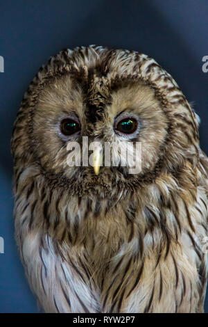 Ural Owl Strix Uralensis Large Nocturnal Owl Sitting On The Ground