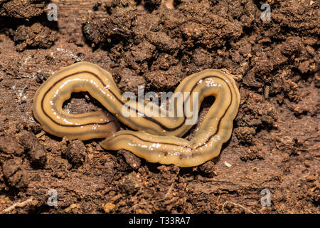 Hammerhead Flatworm Bipalium Kewense Stock Photo Alamy