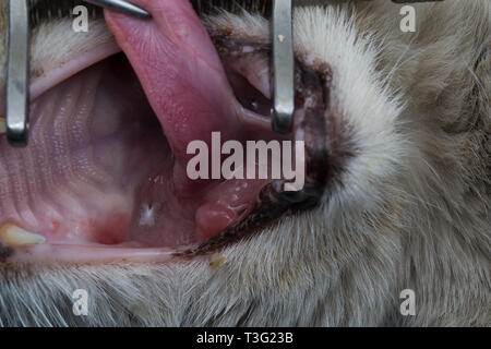 Eosinophilic Granuloma In The Mouth Of A Cat Cat With Oral Tumor Stock