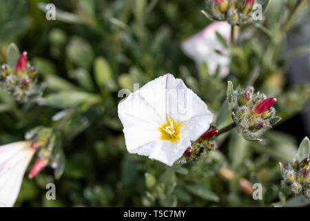 Convolvulus Cneorum White Flower Flowers Ornamental Bindweed Silver