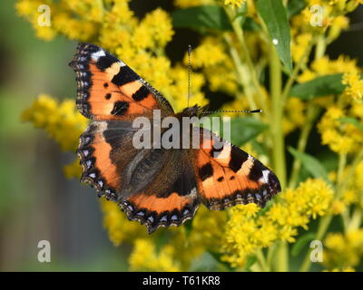 Summertime European Small Tortoiseshell Aglais Urticae Butterfly