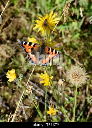 Summertime European Small Tortoiseshell Aglais Urticae Butterfly