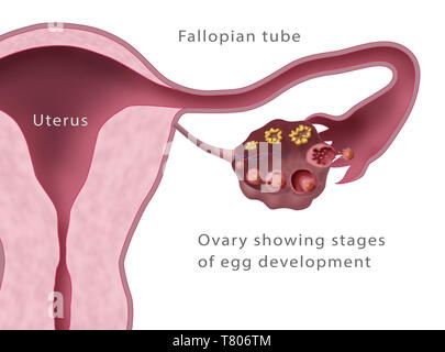 Uterine Lining And Follicles Menstruation Illustration Stock Photo