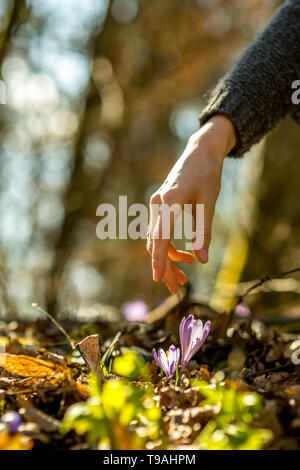 Purple Crocus Flower On The Spring Meadow Stock Photo Alamy