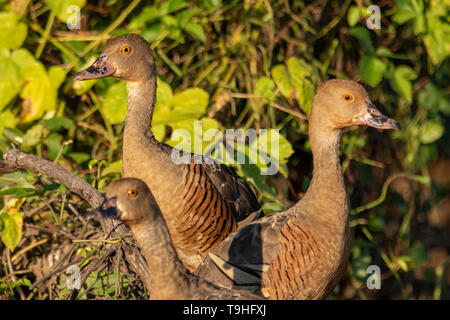 Plumed Whistling Ducks Dendrocygna Eytoni On Buoy Stock Photo Alamy