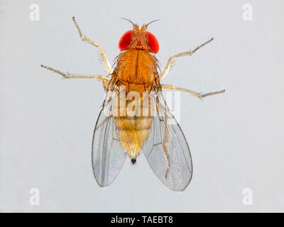 Single Fruit Fly Drosophila Melanogaster On Blue Background Stock