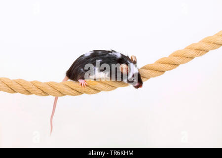 Fancy Mouse Balancing On A Rope A Domesticated Form Of The House Mouse