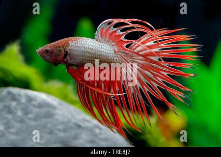 Betta Splendens Copper Crown Tail Male Fish Stock Photo Alamy