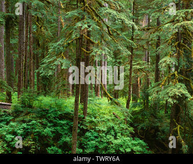 Ancient Western Hemlock Tsuga Heterophylla And Western Red Cedar