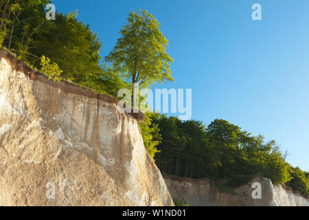 Beech Trees West Pomerania Mecklenburg Vorpommern Germany Stock