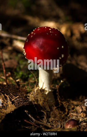 Close Up Of Fly Agaric Amanita Muscaria On Forest Floor Neumarkt