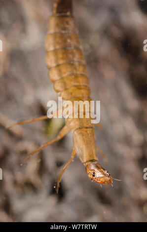 Diving Beetle Larva Water Tiger Taking A Mosquito Larva In Pond