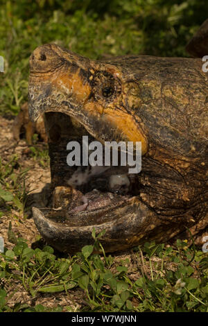 Alligator Snapping Turtle Macroclemys Temmincki Louisiana Usa