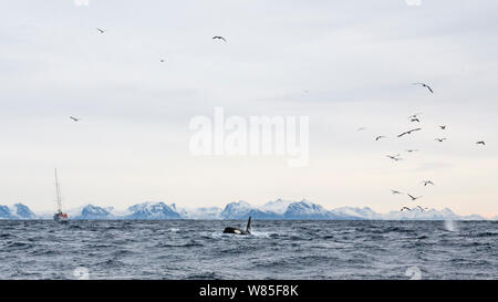 Orcas Orcinus Orca Hunting A Bait Ball Of Herring In Norway Skjervoy