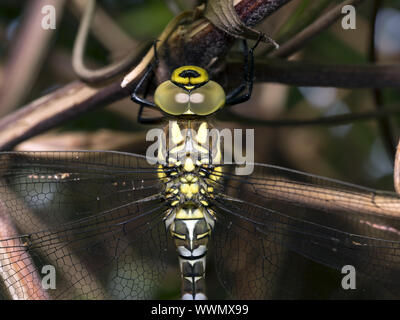 Blue Hawker Southern Hawker Aeshna Cyanea Perched Immature Male