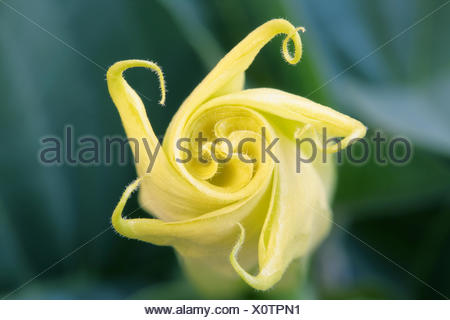 thorn datura poisonous thornapple alamy jimson