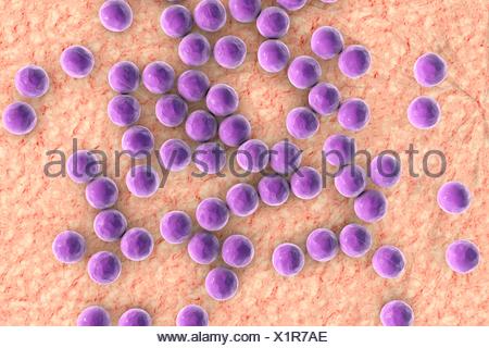 Computer Illustration Of Staphylococci Bacteria Staphylococcus Aureus