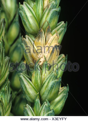 Head Scab Or Ear Blight Fusarium Culmorum Infected Grain On Wheat Ears