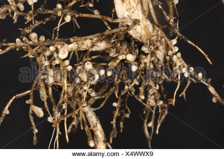 Close Up Of Nodules On The Root Of An Alder Tree Stock Photo