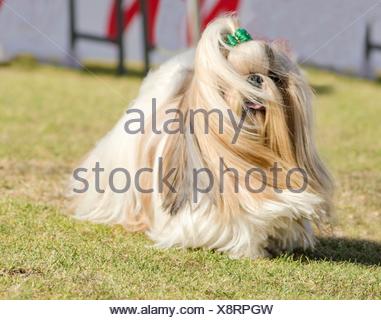 Small Light Brown Fluffy Dog Small Light Brown Fluffy Dog