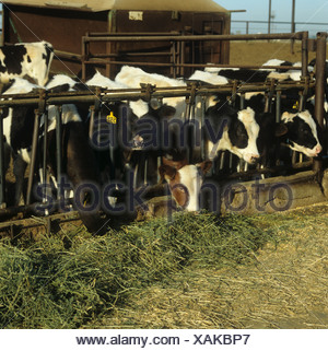 Alfalfa Silage On A Dairy Farm In Northern Italy Stock Photo