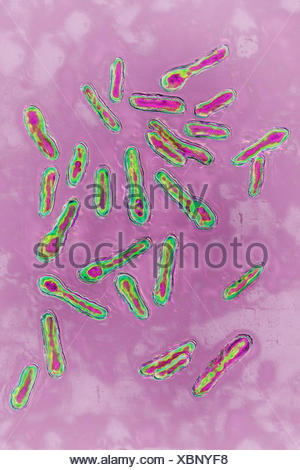 Clostridium Botulinum Stock Photo Alamy