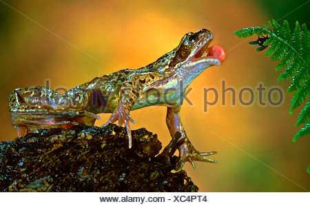 Frog Catching Fly With Tongue Stock Photo 16192246 Alamy