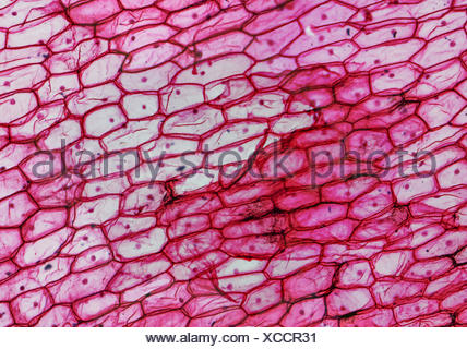 High Resolution Light Photomicrograph Of Onion Epidermus Cells Seen