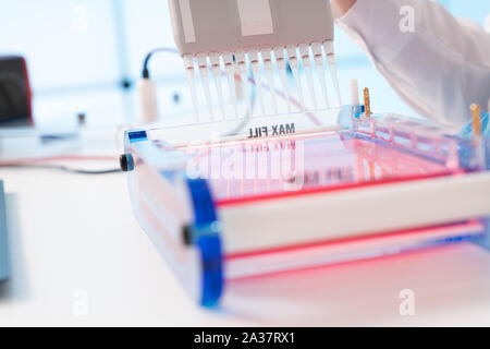 Laden von Samples und läuft einem Agarosegel für Elektrophorese