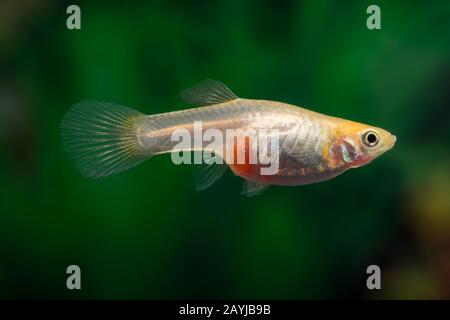 Endler Guppy S Endler Der Livebearer Dovermolly Poecilia Wingei