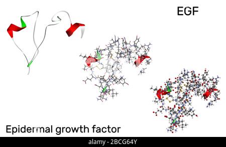 Epidermaler Wachstumsfaktor Egf Proteinmolek L Sie Stimuliert Das