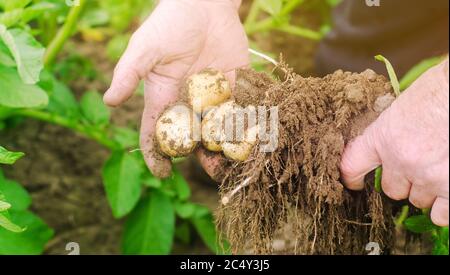 Der Bauer H Lt Frisch Gepfl Ckte Kartoffeln Auf Dem Feld Ernte Ernte