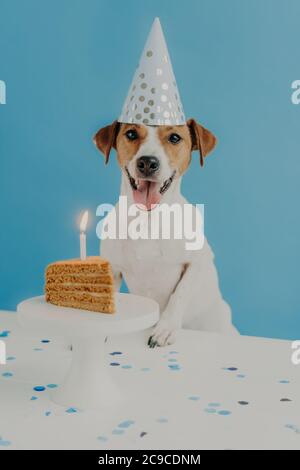 Alles Gute Zum Geburtstag Hund Jack Russel Terrier Rot Geburtstag Hut