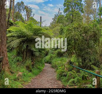 Wald von Australien der hauptsächlich aus verschiedenen