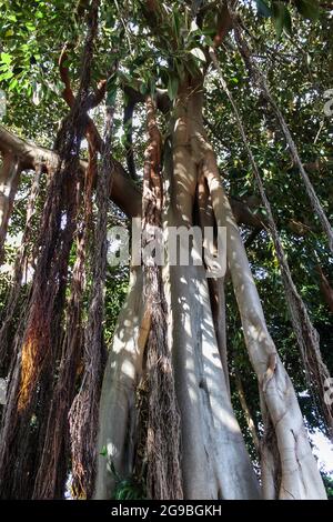 Root System von einem großen Ficus Macrophylla im Botanischen Garten in