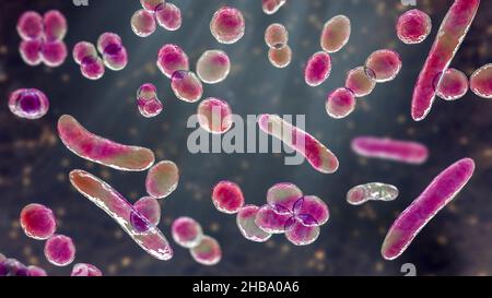 Streptococcus Pyogenes Bakterien D Darstellung Von Streptococcus