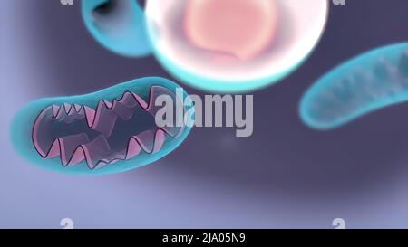 Dna Mitochondriale Dna Mitochondrien Eine Membran Umschlossen