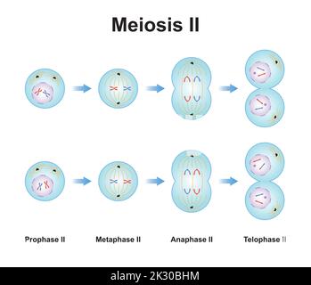 Wissenschaftliche Gestaltung Der Metaphase Das Zweite Stadium Der