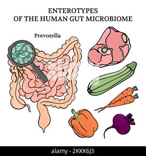 ENTEROTYPES DES MENSCHLICHEN DARMS MIKROBIOM Darm Medizin Regelung