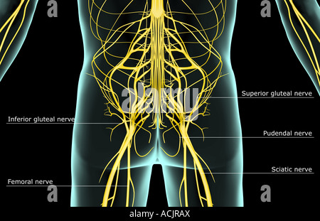 Das Steißbein Nerven Stockfoto, Bild: 13173295 - Alamy
