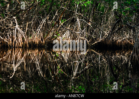 everglades city black personals Jungle erv airboat world offers the best and most memorable airboat rides in everglades city everglade city airboat tour package #3 black and white. everglades city black personals Jungle erv airboat world offers the best and most memorable airboat rides in everglades city everglade city airboat tour package #3 black and white.