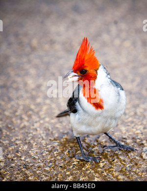 Eine Red Crested Kardinal In Kauai Hawaii Usa Stockfotografie Alamy